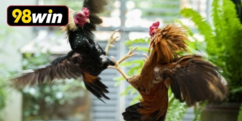 Phương pháp tập luyện chiến kê bài bản
